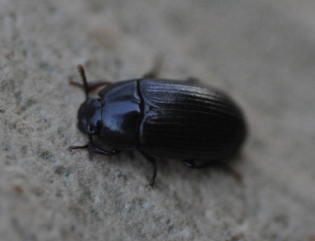Tenebrionidae: Diaclina fagi